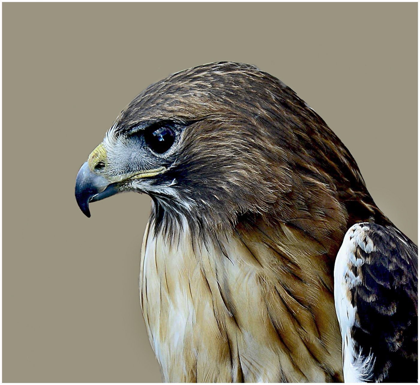 2nd PrizeAssigned Pictorial In Class 3 By Thomas (TJ) Williams For Portrait Of A Hawk OCT-2021.jpg